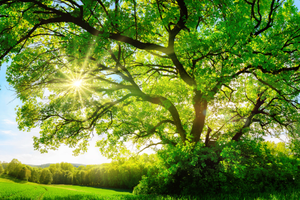 Huge-tree-with-back-sunlight